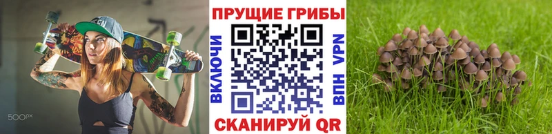 Псилоцибиновые грибы Psilocybe  Купить где  Игарка 